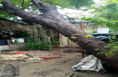 Se desploma árbol sobre casa en colonia Méndez