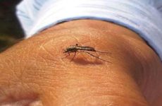Ya son 237 casos  de dengue en la  Huasteca norte