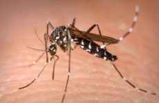Siguen creciendo casos  de dengue en la Huasteca