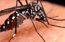 Han contraído dengue 1,205 potosinos: DGE