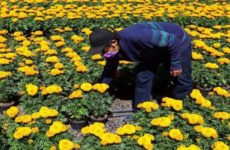 Resiliencia brota de flor de cempasúchil a un mes de Día de Muertos en México