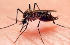 En estudio, dos posibles casos de pacientes con covid y dengue en SLP