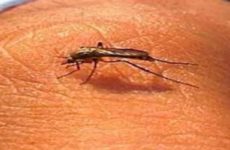 Confirmadas, tres muertes por dengue