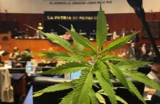 El Senado aplaza al jueves debate sobre consumo lúdico de marihuana