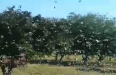 Plaga de langostas  amenaza cultivos de Tamuín