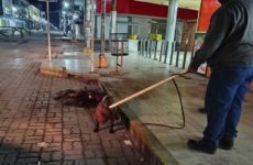 Siembra terror pelea de perros pitbull en zona centro