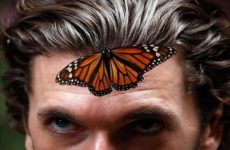 Población de la mariposa monarca disminuye 26%