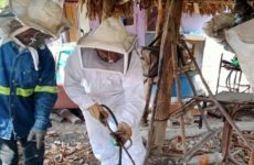 Enjambre de abejas ataca a madre e hijo, en La Pimienta
