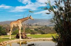 A Africam Safari la pandemia “casi lo caza”, pero sale adelante