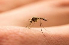 Recomienda Ssa medidas preventivas contra dengue en el escenario de transmisión simultánea de Covid