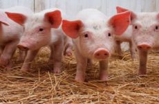 Alerta en Centroamérica y México por brote de peste porcina africana
