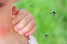 Teme Sector Salud  brote de dengue