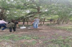 Aparece hombre colgado de un árbol en Tamuín