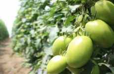 EEUU frena importación de tomate de empresa con sede en SLP, por “trato abusivo” hacia sus trabajadores