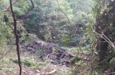 Trailero sufre accidente en carretera libre Valles-Rioverde
