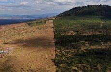 Aguacates, deforestación y cárteles van de la mano en México