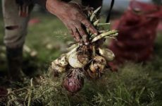 EE.UU. dice que no hay alerta para cierre de fronteras a cebollas mexicanas