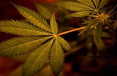 Ley de Cannabis se debatirá en febrero: Miguel Ángel Mancera