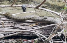 Enormes víboras  provocan temor en  parque Tantocob