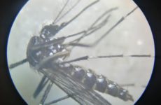 Sin casos de dengue aún  en la Huasteca