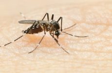 Alerta Salud  por el riesgo de  dengue, en junio