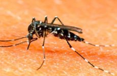 Reporta San Luis Potosí 133 casos sospechosos de dengue