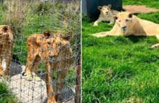 Parque El Ocotal y Zoológico de Zacango recibirán a felinos salvados