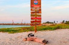 Descubre Pig Beach en Yucatán