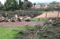 Por tormenta caen más de 150 árboles en Toluca