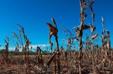 Por lo menos 7 municipios de SLP en riesgo de sequía extrema: CEPC