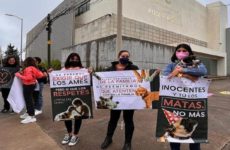 El primer juicio penal por maltrato animal hace historia en México