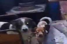 Rescatan a perros de vivienda en Neza