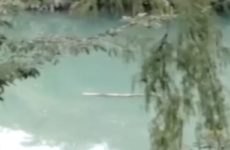 Captan cocodrilo  debajo de puente  en el río Valles