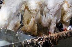 Ordenan sacrificar a unos 40 mil pollos en el oeste de Japón por gripe aviar
