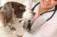 Diputados avalan que haya más clínicas veterinarias públicas
