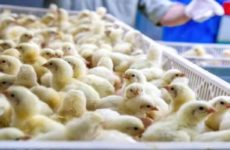 Se han sacrificado más de 100 mil pollos por gripe aviar en Yucatán