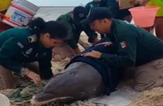 Liberan a delfín varado en playas de Progreso, Yucatán