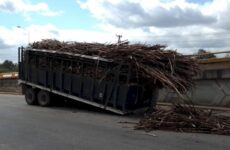 Se accidentan otros dos camiones cañeros en Ciudad Valles 