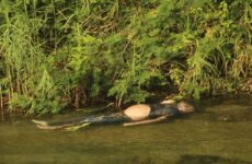 Encuentran a un hombre muerto en el río Valles 