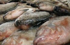 Alerta Coepris en  compra de mariscos