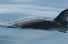 Dudan de promesa de México de salvar a la vaquita marina