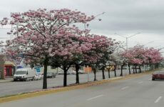 El palo de rosa  embellece el  entorno urbano