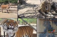Incautan 10 tigres y 5 leones en estado de Jalisco