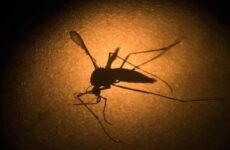 Prevé Salud mayor aparición de mosquitos y riesgo de dengue en SLP