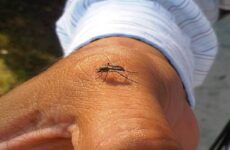 Detectan zancudos  del dengue en colonias