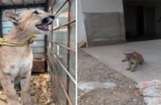 Rescatan a cachorro de puma amarrado en Angostura, Sinaloa