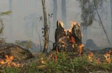 Controlan incendio en Santa Catarina, Nuevo León; afectó mil 700 hectáreas