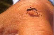 Surgen primeros  casos de dengue