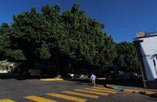 Protegerá la alcaldía 11 árboles patrimoniales de la capital potosina