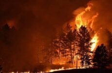 SLP registró 87 incendios forestales en 2022